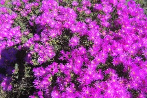 DSCN2903